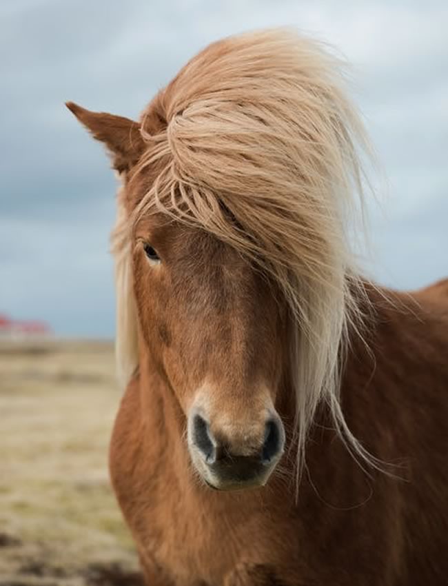 Artikelen voor paarden