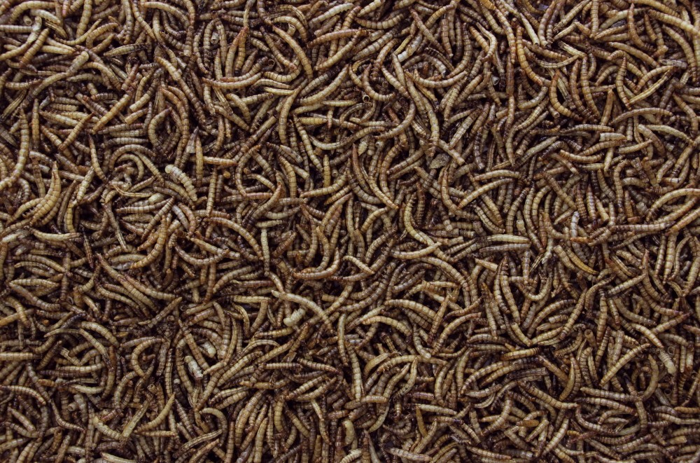 Meelwormen 200 gr